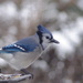 Blue jay   by radiogirl