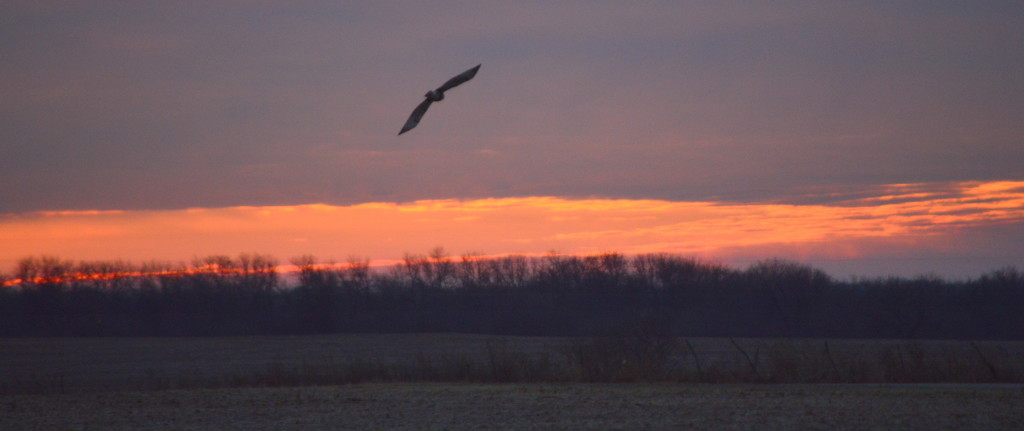 Hawk's Sunrise Descent by kareenking