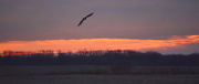 16th Nov 2014 - Hawk's Sunrise Descent