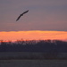 Hawk's Sunrise Descent by kareenking