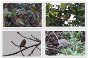 15th Nov 2014 - Birds at Attenborough