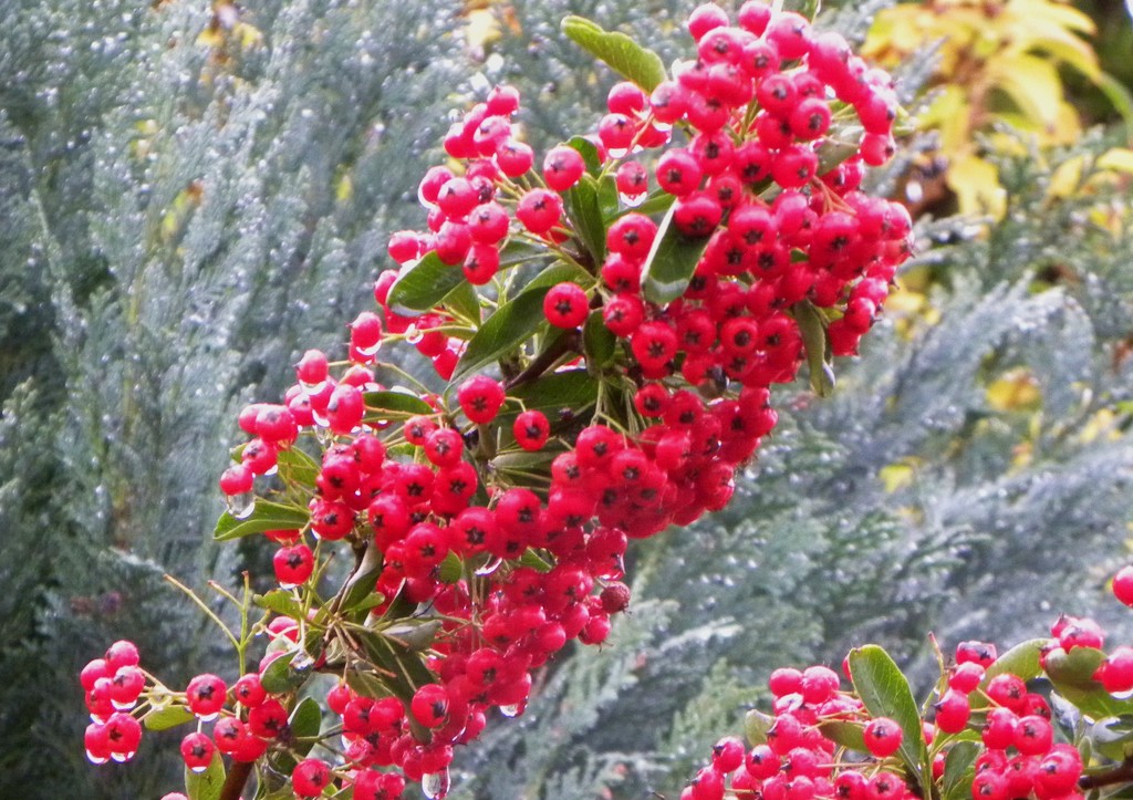 Red Berries by oldjosh