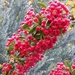 Red Berries by oldjosh