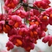 Red flowering tree by oldjosh