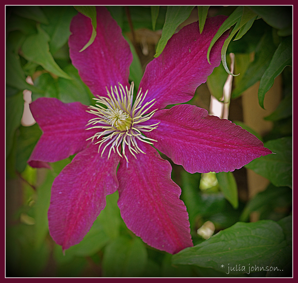 Clematis .. by julzmaioro