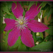 Clematis .. by julzmaioro