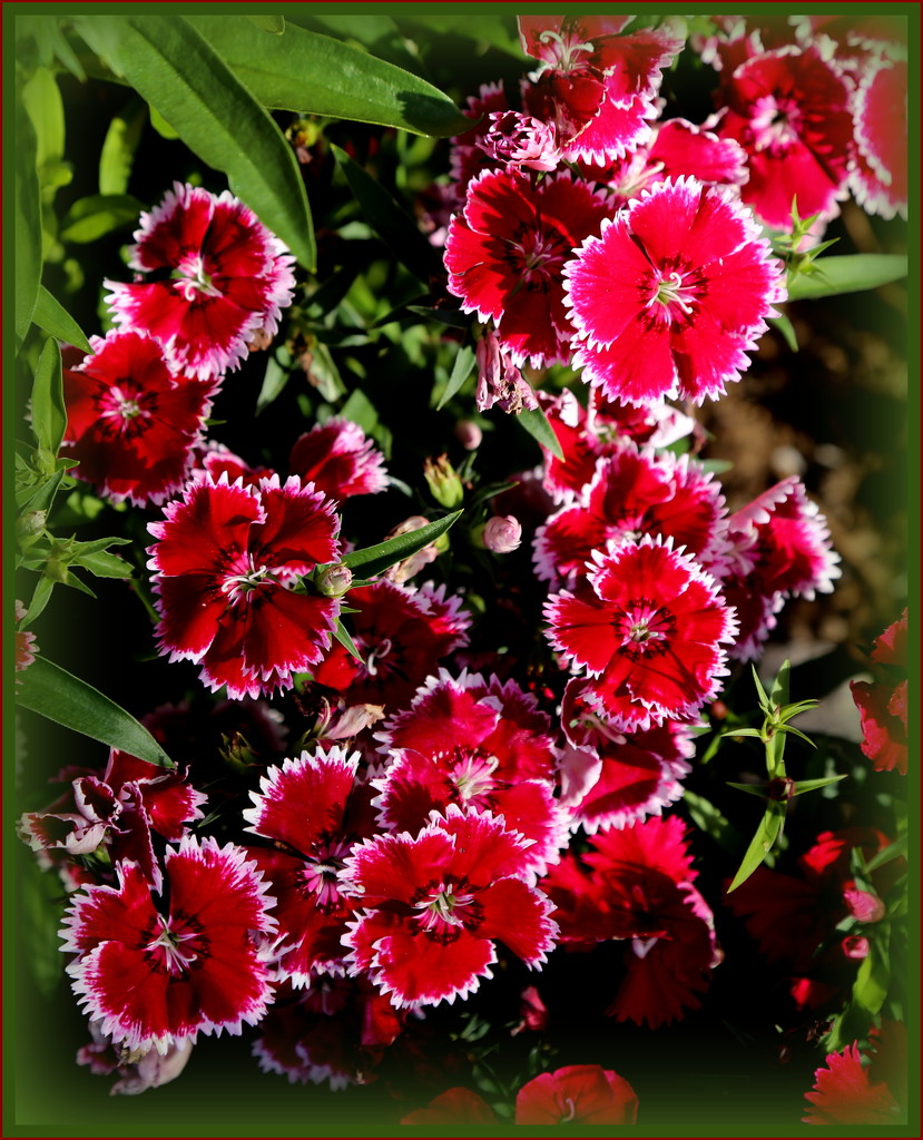Dianthus by dide