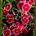 Dianthus by dide