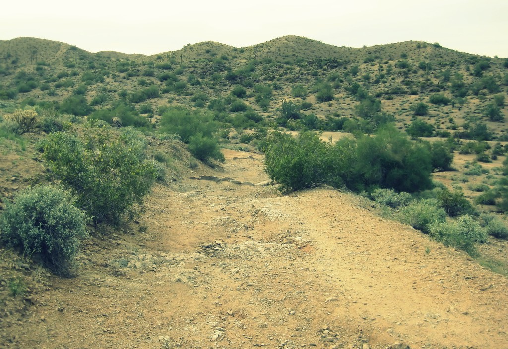 desert trails by blueberry1222