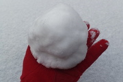 17th Nov 2014 - The First Snowball