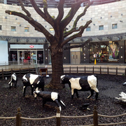 18th Nov 2014 - 18th  November 2014 -  The Cows of Milton Keynes