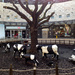 18th  November 2014 -  The Cows of Milton Keynes by pamknowler