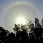 19th Nov 2014 - A rare halo around the sun!