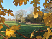 18th Nov 2014 - Autumn view framed by the golden Maple leaves..