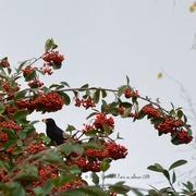 16th Nov 2014 - Black bird in Cotoneaster