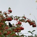 Black bird in Cotoneaster by parisouailleurs