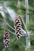 18th Nov 2014 - Pine cones!