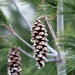 Pine cones! by fayefaye