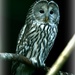 owl by callymazoo