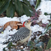 Red-Bellied Woodpecker by lstasel