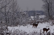 18th Nov 2014 - One More Deer Pic