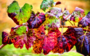 18th Nov 2014 - Autumn Grape Vine