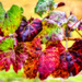 Autumn Grape Vine by joysfocus