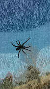 18th Nov 2014 - Itsy bitsy spider