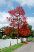 19th Nov 2014 - Illawarra Flame Tree