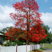 Illawarra Flame Tree by onewing