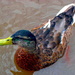 A duck by jeff