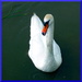 A swan by jeff