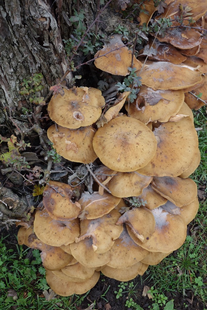 Mushrooms by mattjcuk