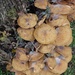Mushrooms by mattjcuk