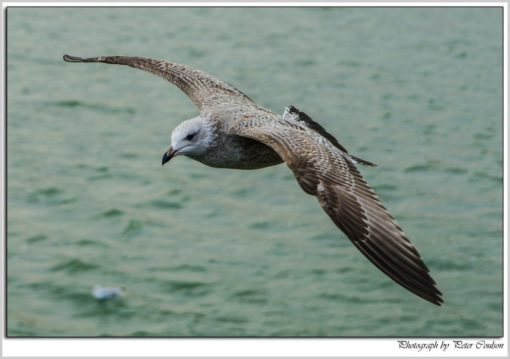Young Seagull by pcoulson