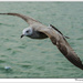 Young Seagull by pcoulson