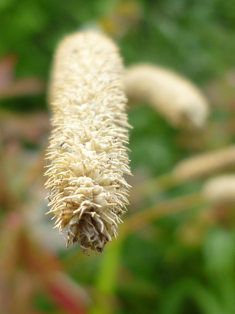 seed head by countrylassie