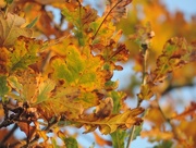 19th Nov 2014 - Oak leaves