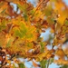 Oak leaves by roachling