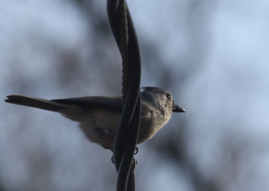 Titmouse on a Wire  by mzzhope