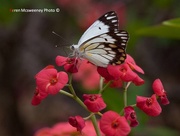 20th Nov 2014 - Caper white butterfly