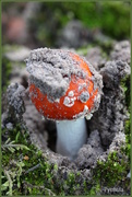 19th Nov 2014 - The birth of a toadstool