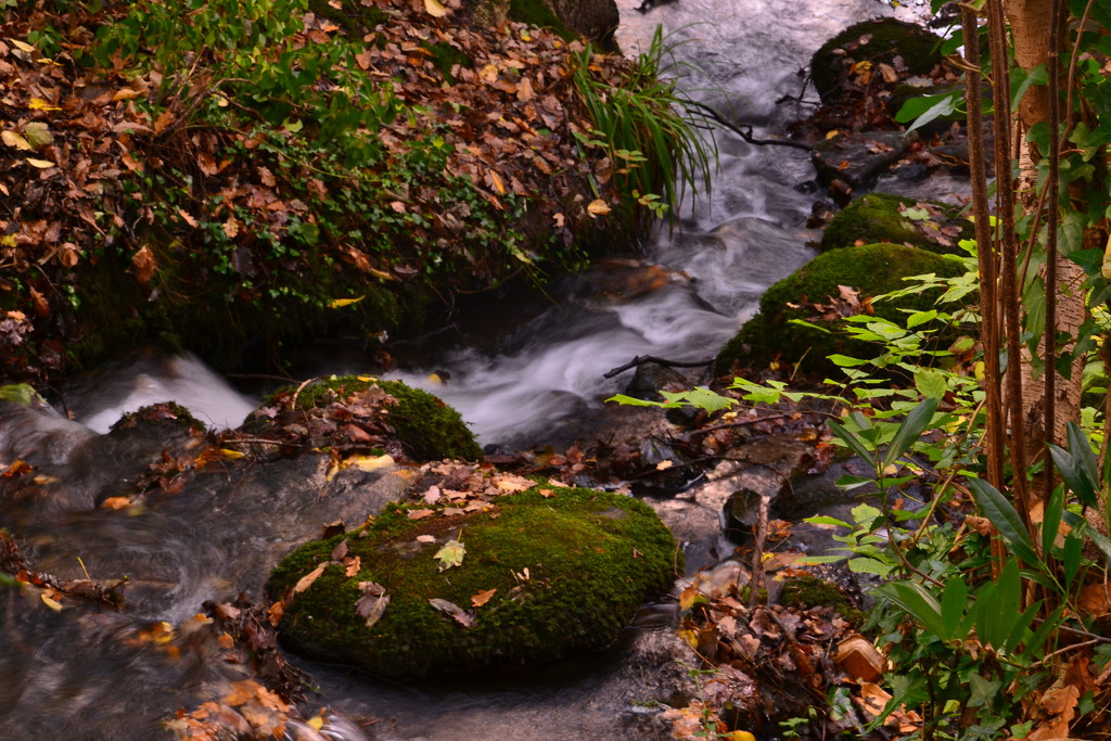 Moss water and an abundance of leaves by ziggy77