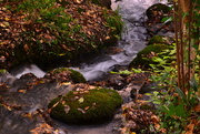 19th Nov 2014 - Moss water and an abundance of leaves