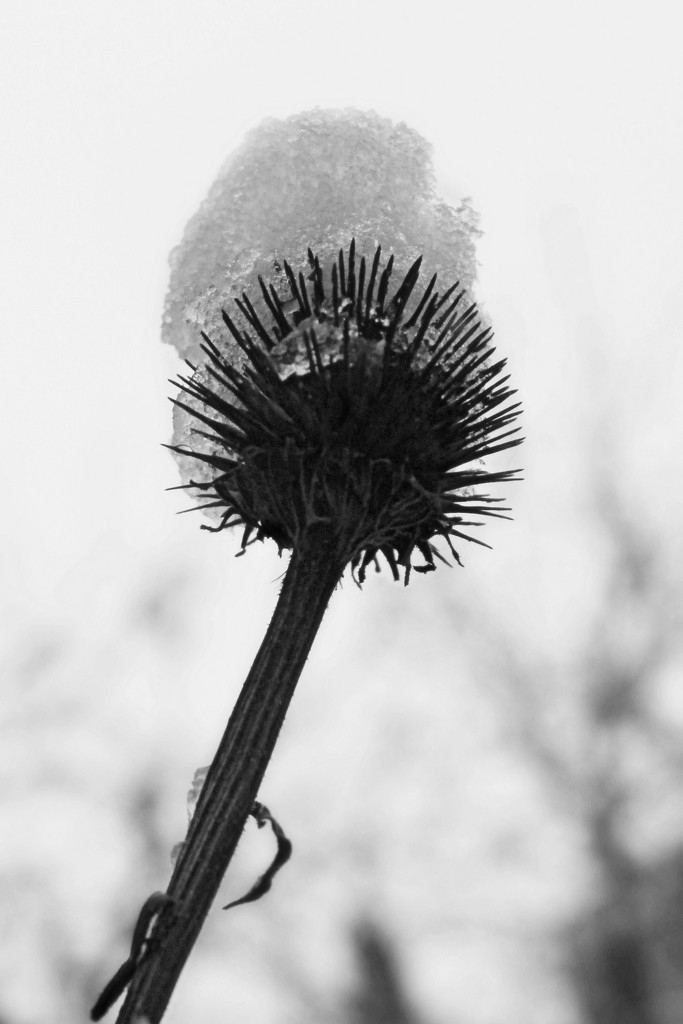thistle with a hat by edie