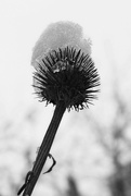 17th Nov 2014 - thistle with a hat