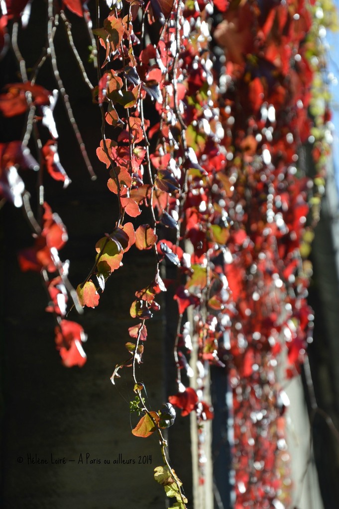 autumn colors  by parisouailleurs