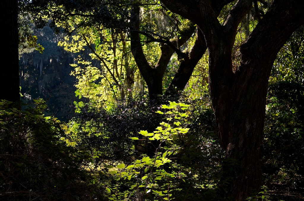 Afternoon light in woods, Charles Towne Landing State Historic Site, Charleston, SC by congaree
