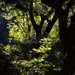 Afternoon light in woods, Charles Towne Landing State Historic Site, Charleston, SC by congaree