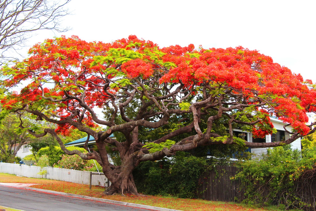Poinciana 2 by terryliv